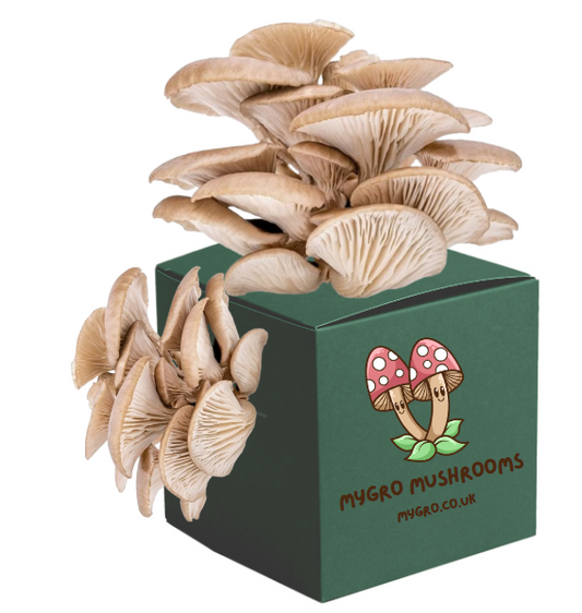 Copy of Grow Your Own King Oyster - Ready to Grow