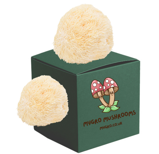 Grow Your Own Lions Mane - Ready to Grow